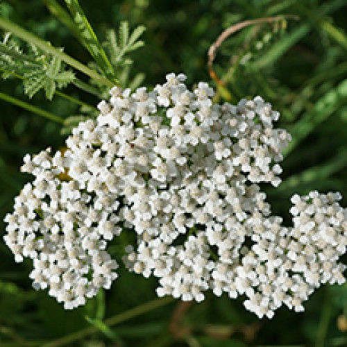 Гидролат Тысячелистника обыкновенного (Achillea millefolium)