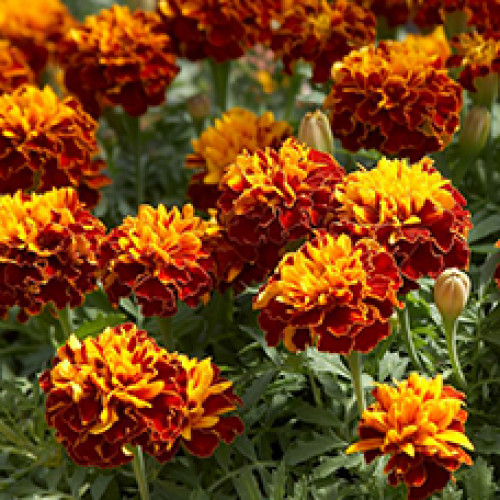 Гидролат  Бархатцев прямостоячих (Tagetes erecta)