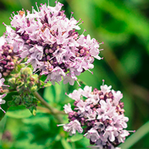 Гидролат Душицы (Origanum vulgare)
