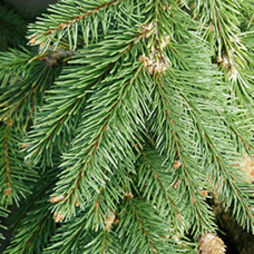 Гидролат Ели обыкновенной (Picea abies) 