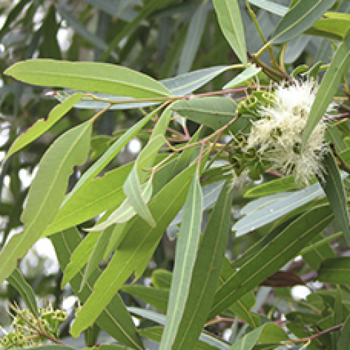 Гидролат Эвкалипта (Eucalyptus Globulus) 