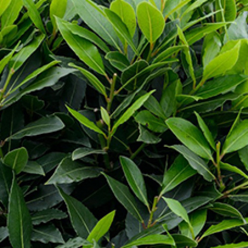 Гидролат Лавра благородного (Laurus nobilis)