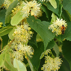 Гидролат липы сердцевидной (Tilia cordata) Гидролат липы сердцевидной (Tilia cordata)