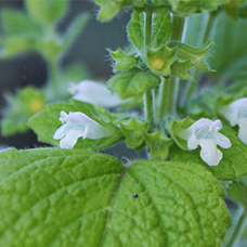 Гидролат мелиссы лекарственной (Melissa officinalis)