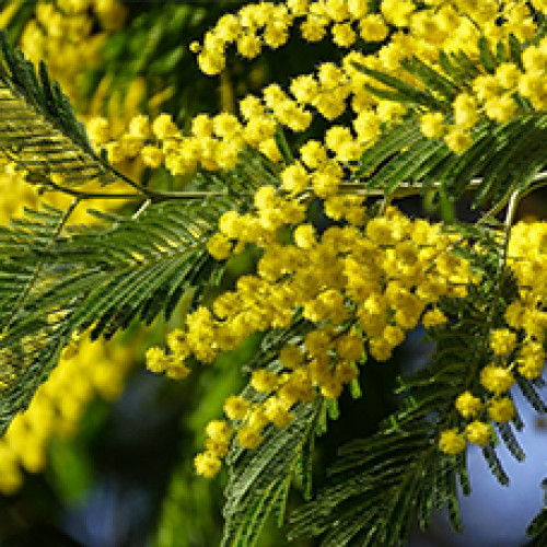 Гидролат Мимозы желтой (Acacia dealbata) 