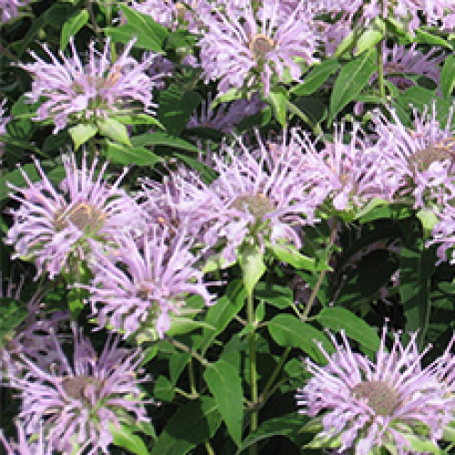 Гидролат Монарды дудчатой (Monarda  fistulosa)