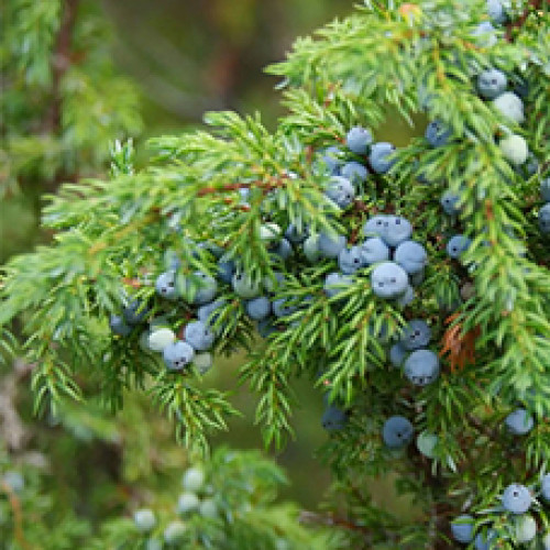 Гидролат Можжевельника (Juniperus communis)