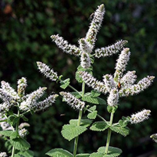 Гидролат Мяты душистой (Mentha  suaveolens)  