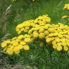 Гидролат пижмы обыкновенной (Tanacetum vulgare) 100 мл