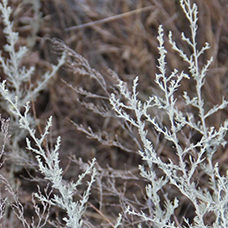 Гидролат Полыни таврической (Artemisia taurica) 100 мл