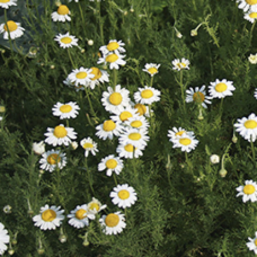 Гидролат Ромашки римской (Anthemis Nobilis) 