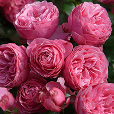 Гидролат майской или столистной розы (Rosa centifolia) Гидролат майской или столистной розы (Rosa centifolia)