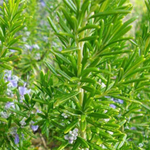 Гидролат Розмарина лекарственного (Rosmarinus officinalis)