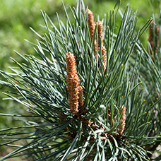 Гидролат сосны обыкновенной (Pinus sylvestris)
