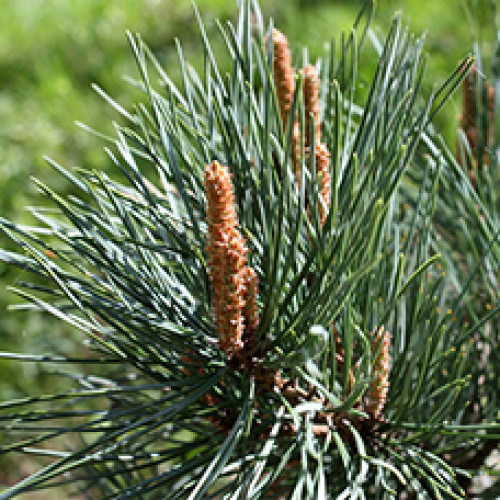 Гидролат Сосны обыкновенной (Pinus sylvestris)