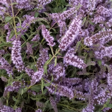 Гидролат МЯТЫ КОЛОСИСТОЙ  (Mentha spicata)  