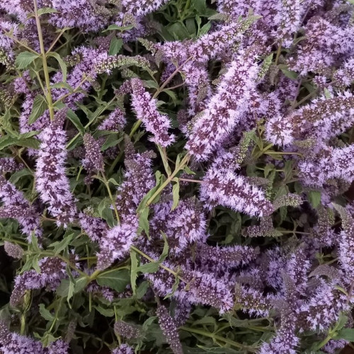 Гидролат Мяты колосистой  (Mentha spicata)  