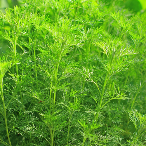 Гидролат Полыни Божье Дерево (Artemisia abrotanum)