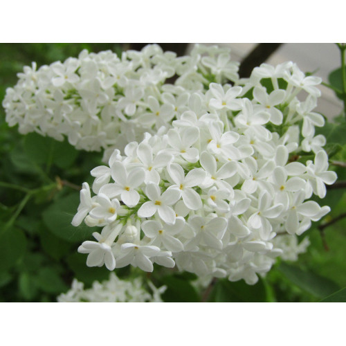 Гидролат Сирени белой (Syringa vulgaris)