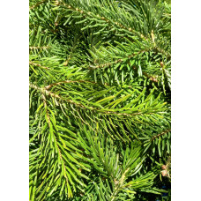 Гидролат Пихты сибирской ( Abies sibirica )